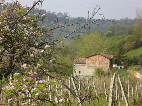 Apri il file originale